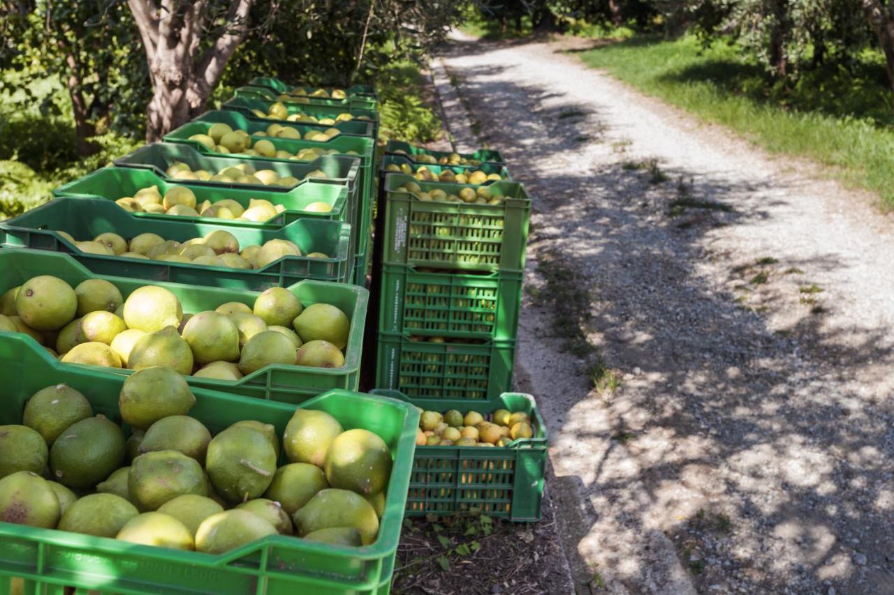 Agricontura ξενώνας Capri Leone Εξωτερικό φωτογραφία